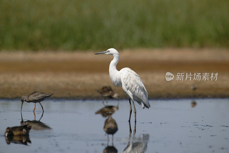 小白鹭(Egretta garzetta)